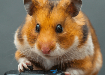 hamster kombat cuba