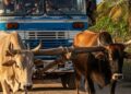 Un autobús “Girón” impulsado por bueyes: síntoma de la crisis de transporte